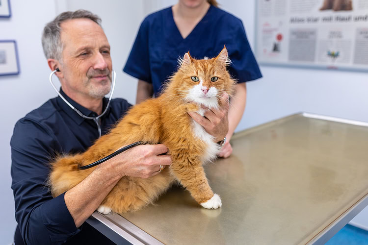 Kleintierpraxis Dr. Med. Vet. Jörg Mewes Kleintierpraxis Lünevet | Dr. med. vet Markus Jacobi